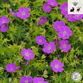 'New Hampshire Purple' Hardy Geranium | Geranium sanguineum traditional flower vase  