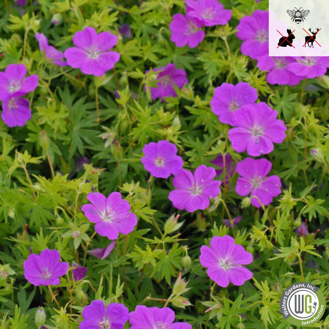 'New Hampshire Purple' Hardy Geranium | Geranium sanguineum traditional flower vase  