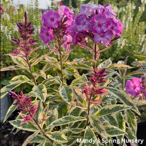 'Olympus' Tall Garden Phlox traditional flower vase  