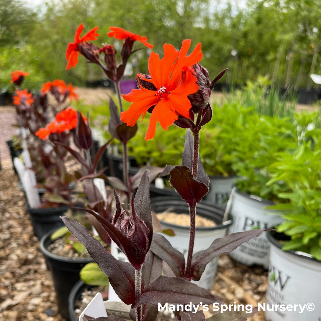 'Orange Gnome' Catchfly | Lychnis arkwrightii