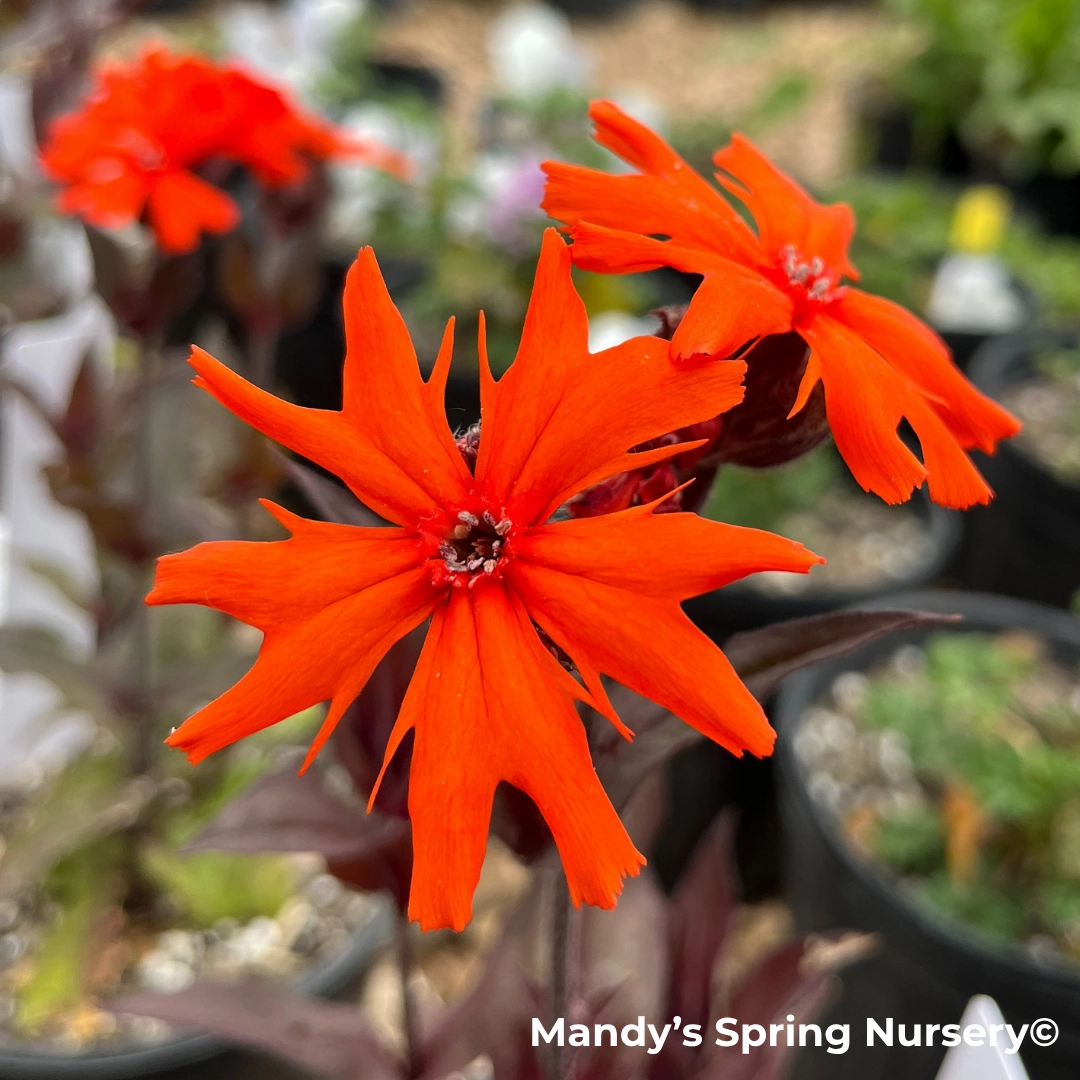 'Orange Gnome' Catchfly | Lychnis arkwrightii traditional flower vase  
