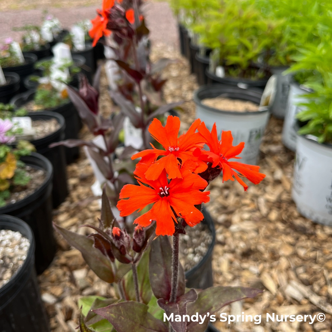 'Orange Gnome' Catchfly | Lychnis arkwrightii