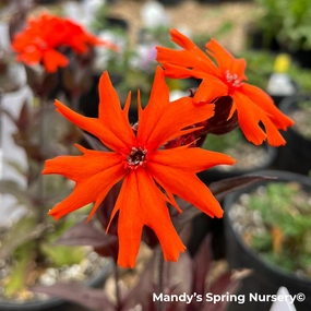 'Orange Gnome' Catchfly | Lychnis arkwrightii traditional flower vase  