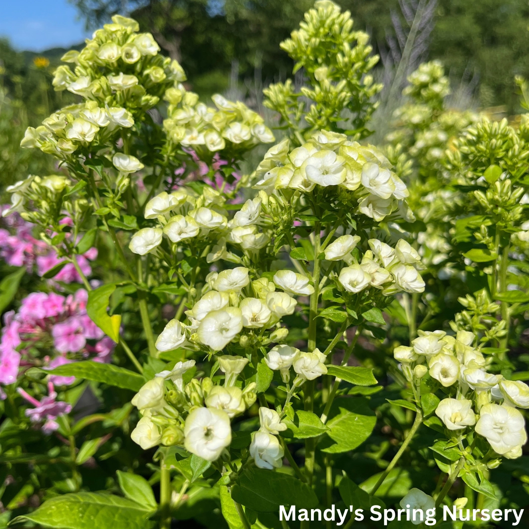 'Orchid Green' Tall Garden Phlox traditional flower vase  