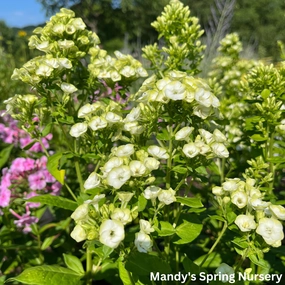 'Orchid Green' Tall Garden Phlox traditional flower vase  