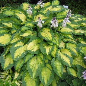 'Paul's Glory' Hosta single layer plant shelf  