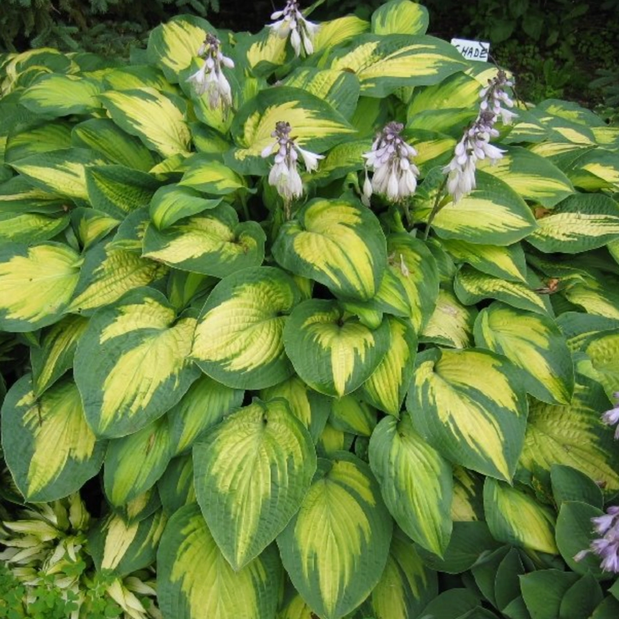'Paul's Glory' Hosta single layer plant shelf  