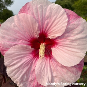 'Perfect Storm' Hibiscus | Rose Mallow traditional flower vase  