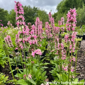 'Pink Cotton Candy' Lamb's Ear/Betony | Stachys officinalis traditional flower vase  
