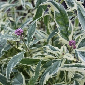 'Pink Frost' Joe Pye Weed | Eupatorium traditional flower vase  