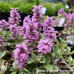 'Pink Lightning' Bugelweed | Ajuga reptans 'Pink Lightning' single layer plant shelf  