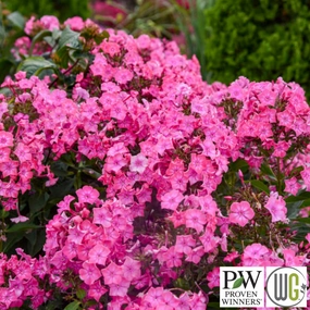 'Pink Lightning' Tall Garden Phlox | Phlox paniculata traditional flower vase  