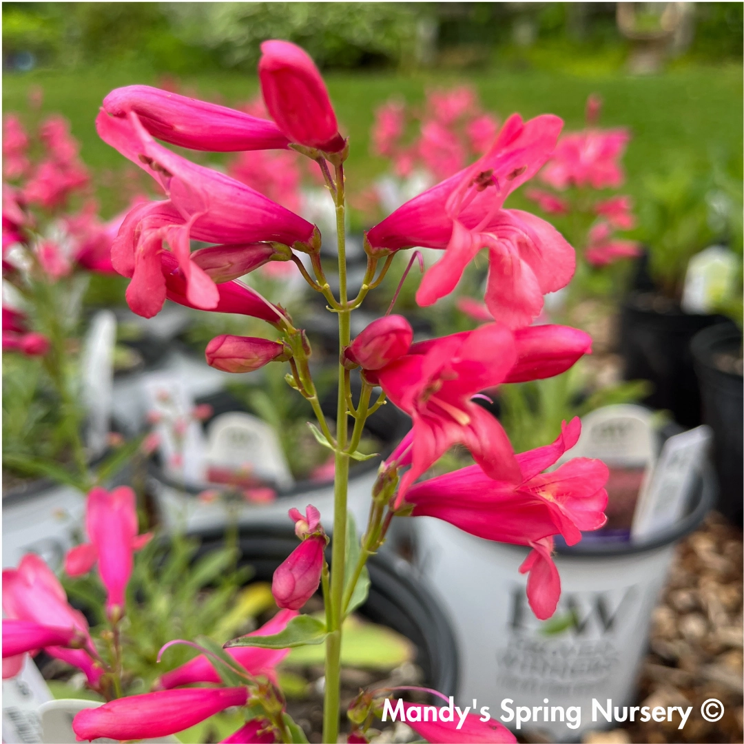 'Pink Pearls' Beardtongue | Penstemon