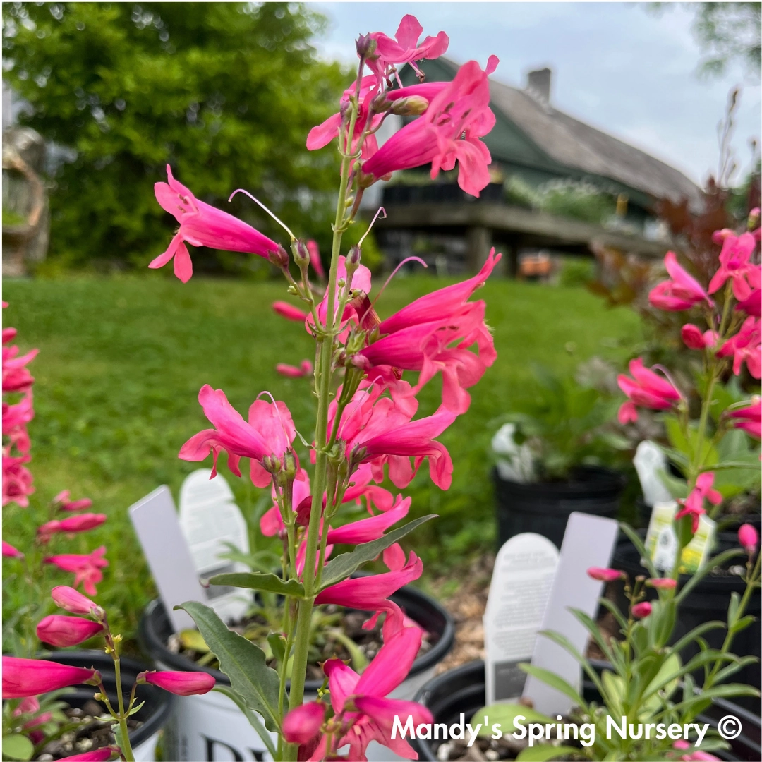'Pink Pearls' Beardtongue | Penstemon