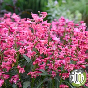 'Pink Pearls' Beardtongue | Penstemon traditional flower vase  