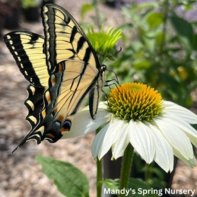 'Pow Wow' White Coneflower | Echinacea purpurea traditional flower vase  