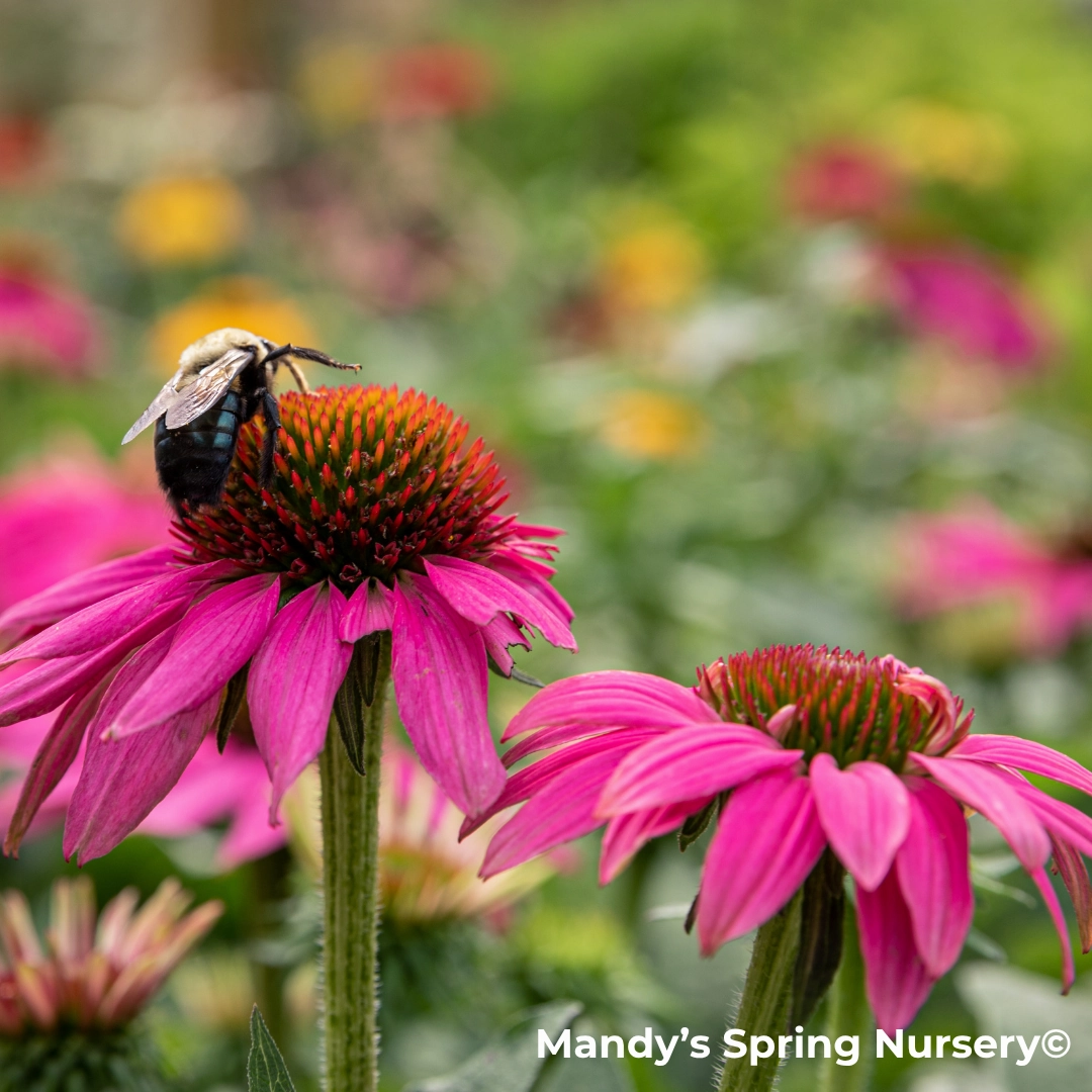 'PowWow Wild Berry' Coneflower | Echinacea purpurea traditional flower vase  