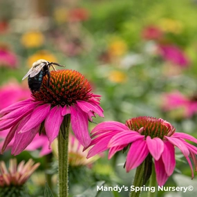 'PowWow Wild Berry' Coneflower | Echinacea purpurea traditional flower vase  