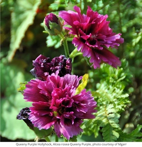 'Queeny Purple' Hollyhock | Alcea rosea traditional flower vase  