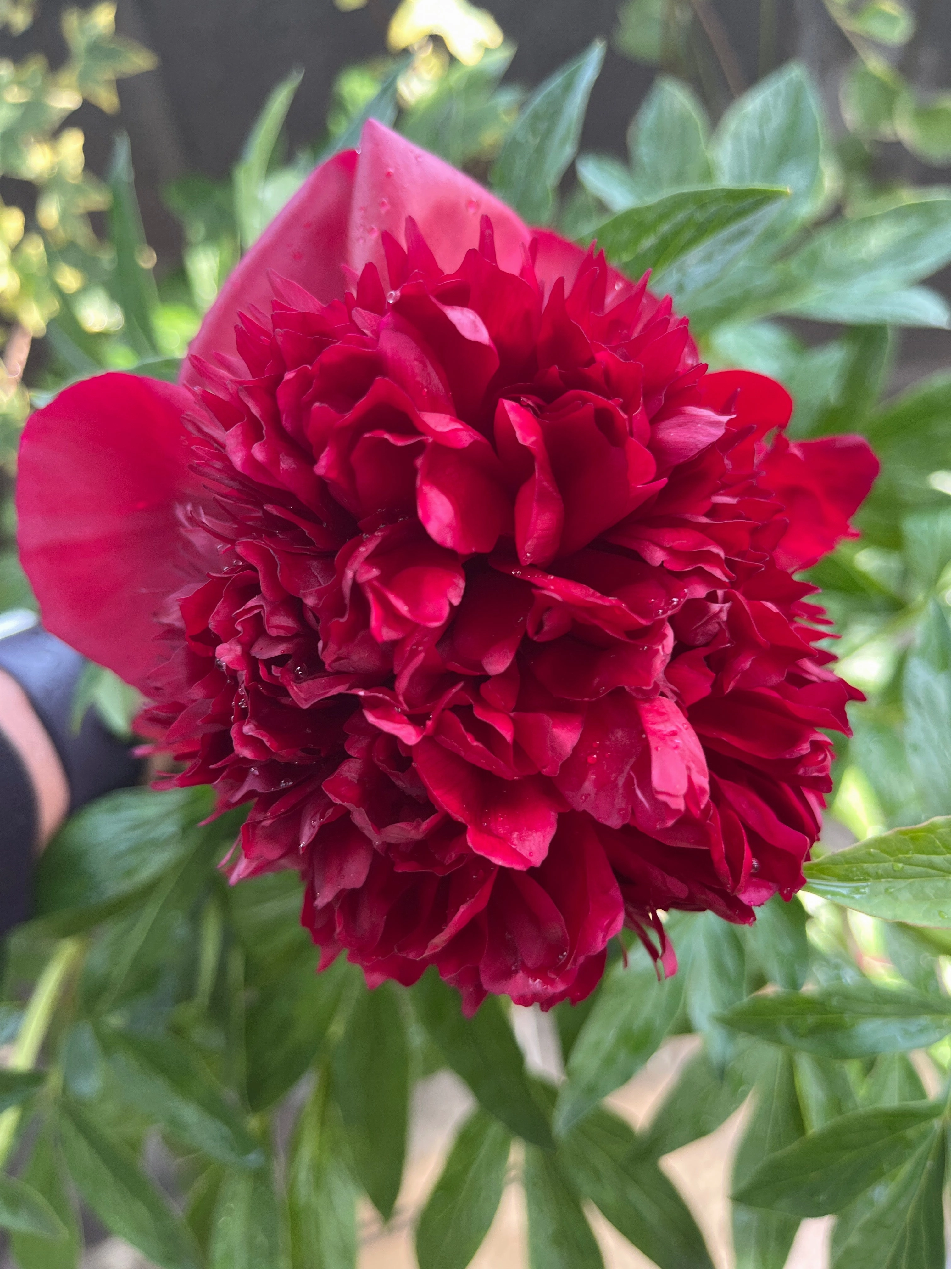 'Red Charm' Peony | Paeonia lactiflora