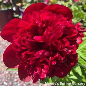 'Red Charm' Peony | Paeonia lactiflora traditional flower vase  