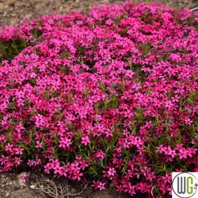 'Red Wing' Creeping Phlox | Phlox subulata traditional flower vase  