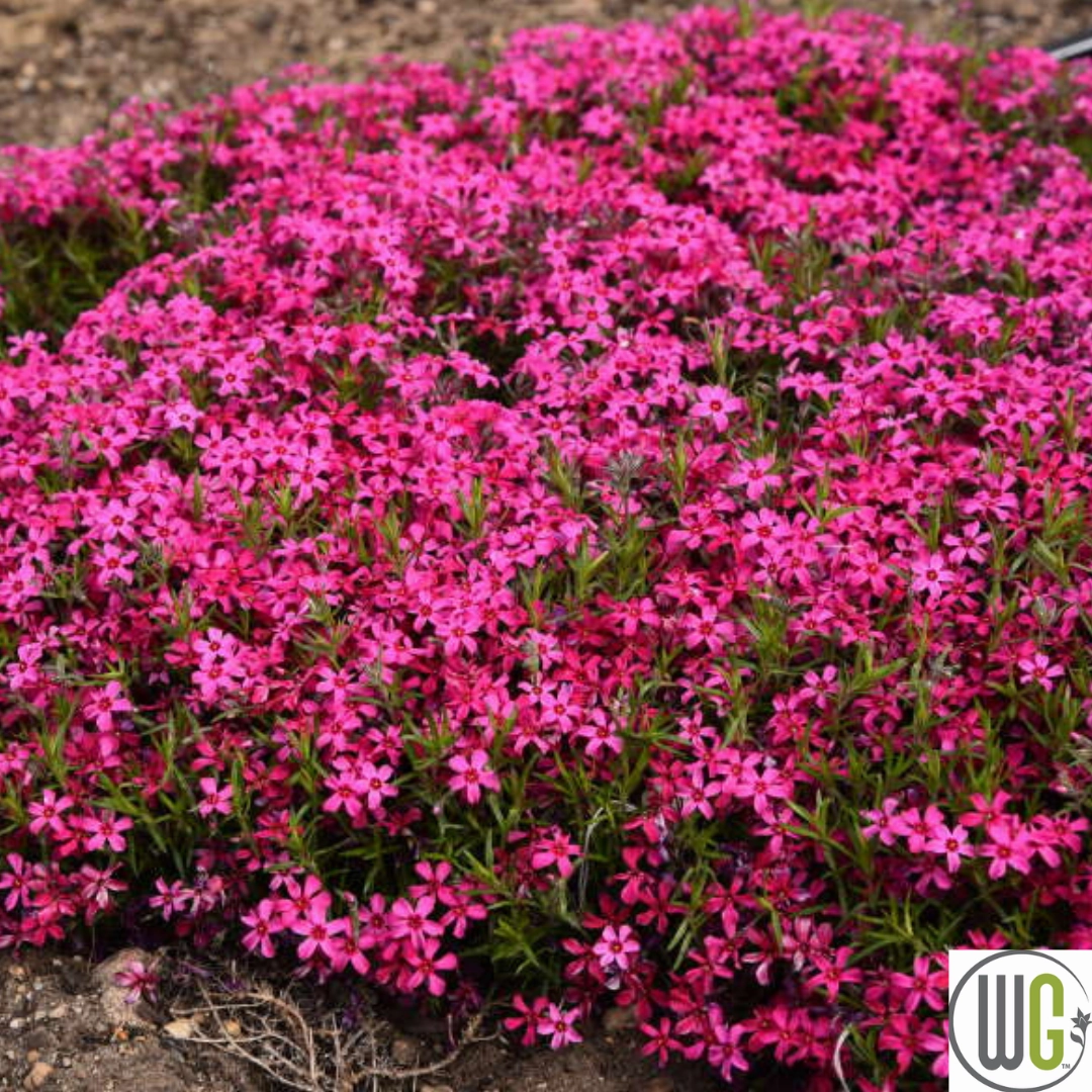 'Red Wing' Creeping Phlox | Phlox subulata traditional flower vase  
