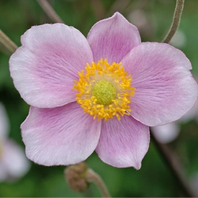 'Robustissima' Japanese Anemone | Anemone x hybrida 'Robustissima' traditional flower vase  