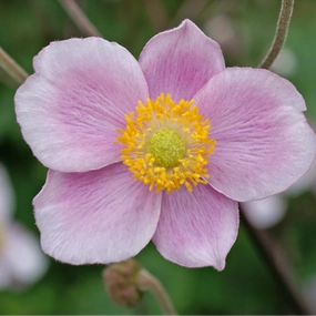 'Robustissima' Japanese Anemone | Anemone x hybrida 'Robustissima' single layer plant shelf  
