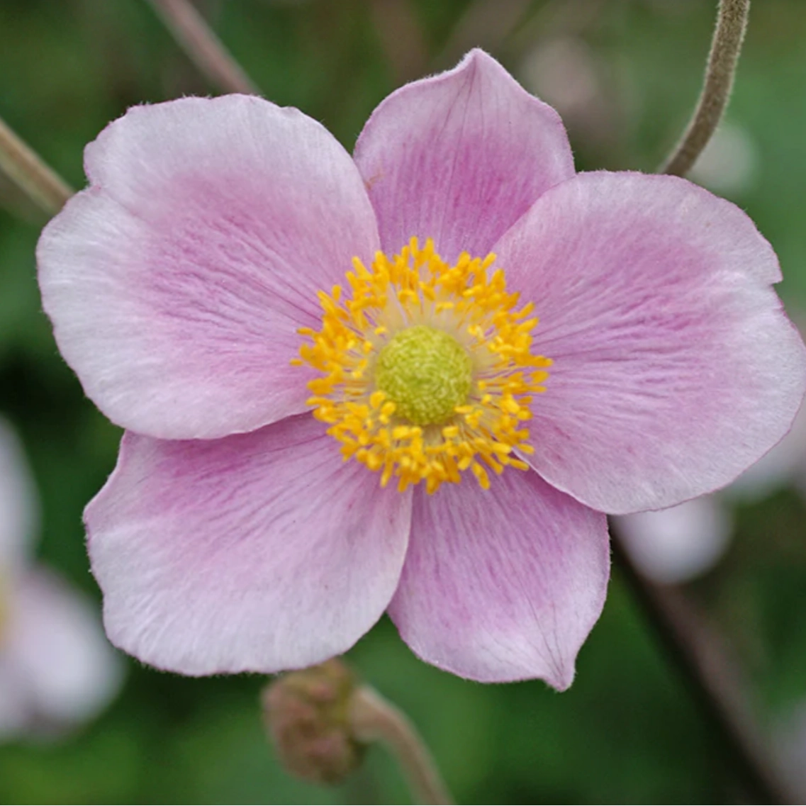 'Robustissima' Japanese Anemone | Anemone x hybrida 'Robustissima' traditional flower vase  