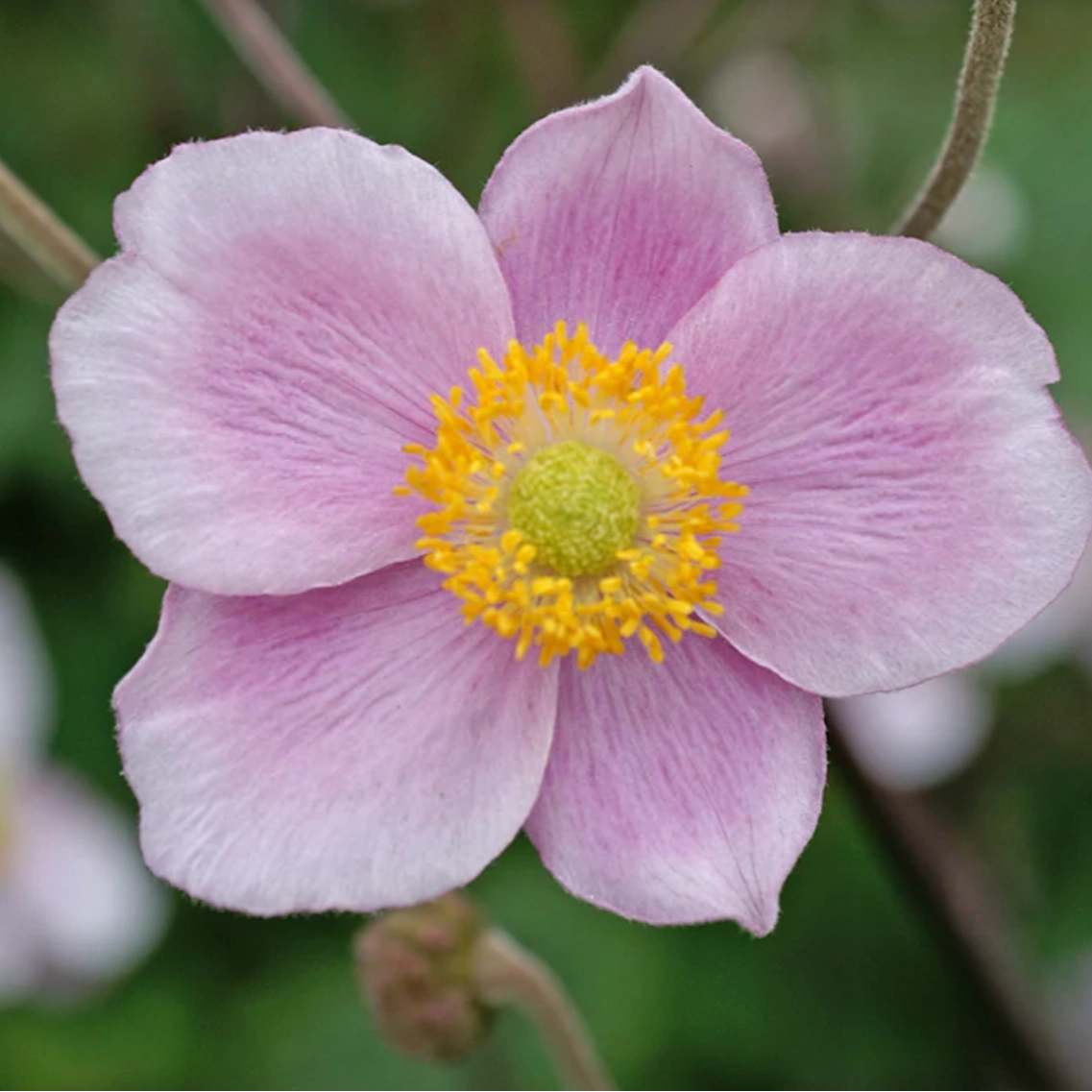 'Robustissima' Japanese Anemone | Anemone x hybrida 'Robustissima' single layer plant shelf  