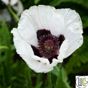 'Royal Wedding' Oriental Poppy | Papavar orientalis traditional flower vase  