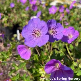 'Rozanne' Geranium / Cranesbill traditional flower vase  