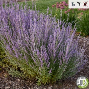 'Sage Advice' Russian Sage | Perovskia atriplicifolia 'Sage Advice' traditional flower vase  