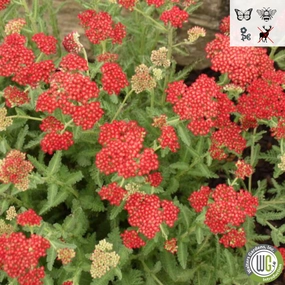 'Sassy Summer Sangria' Yarrow | Achillea 'Sassy Summer Sangria' traditional flower vase  