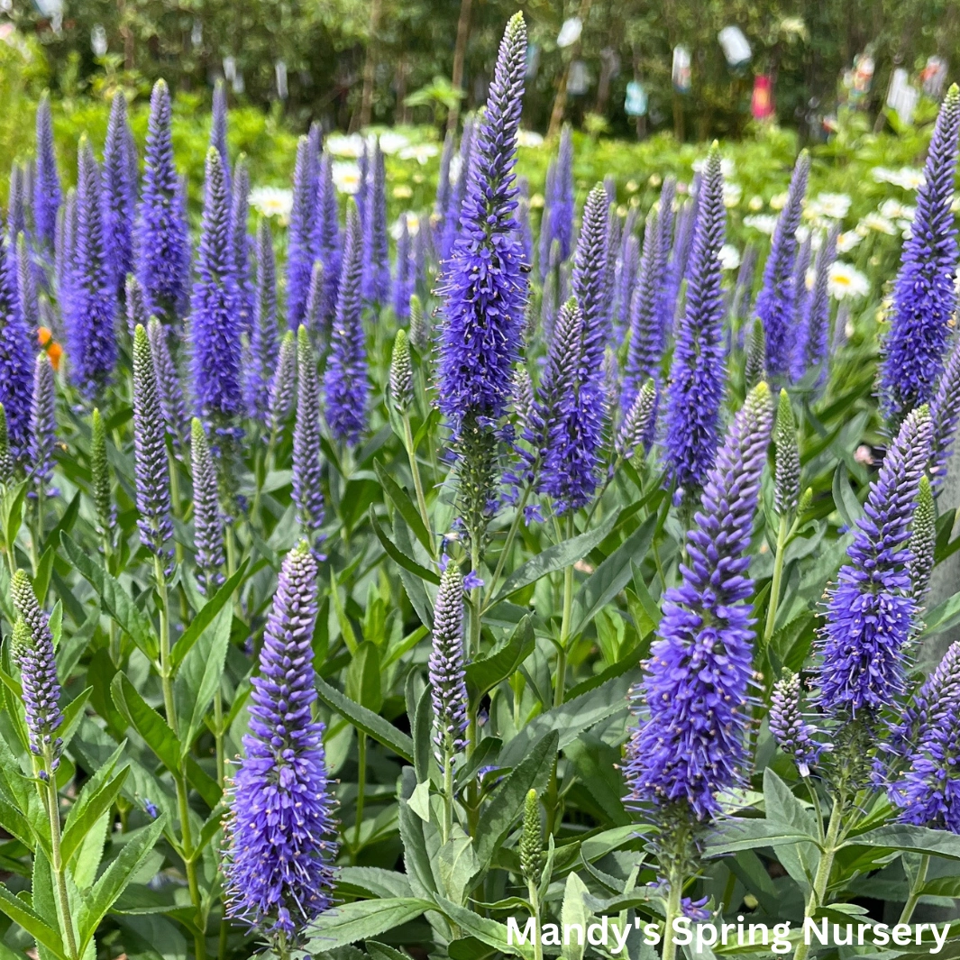 'Skyward Blue' Speedwell | Veronica longifolia 'Skyward Blue'