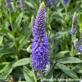'Skyward Blue' Speedwell | Veronica longifolia 'Skyward Blue' traditional flower vase  