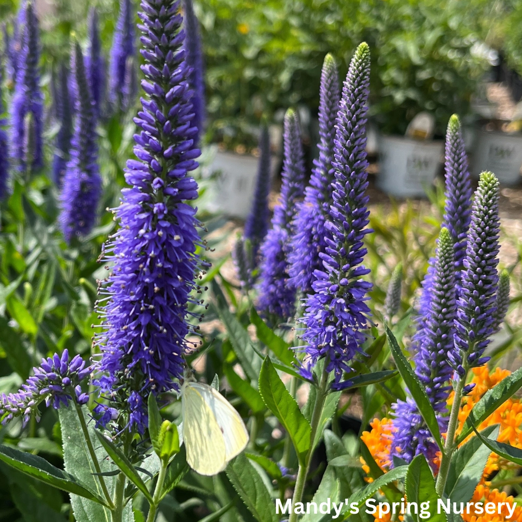 'Skyward Blue' Speedwell | Veronica longifolia 'Skyward Blue'
