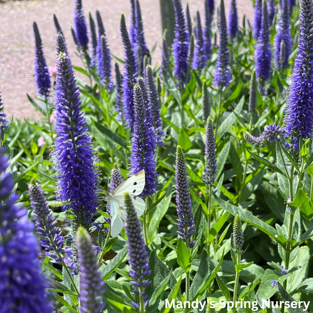'Skyward Blue' Speedwell | Veronica longifolia 'Skyward Blue'