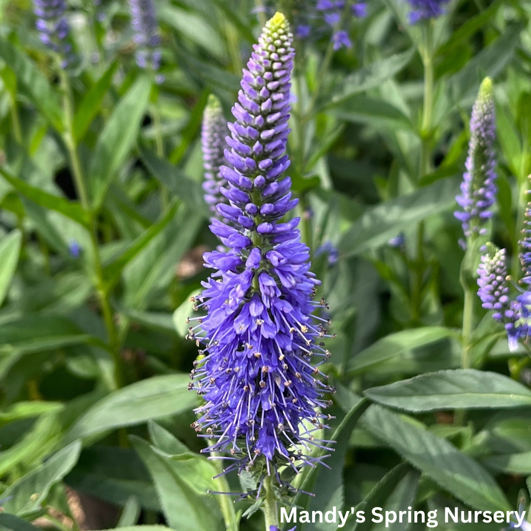 'Skyward Blue' Speedwell | Veronica longifolia 'Skyward Blue' traditional flower vase  