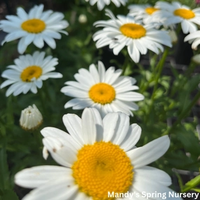 'Snowcap' Shasta Daisy | Leucanthemum 'Snowcap' traditional flower vase  