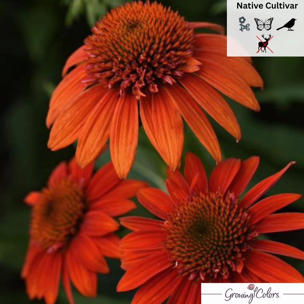 'Sombrero Fiesta Orange' Coneflower | Echinacea x hybrida