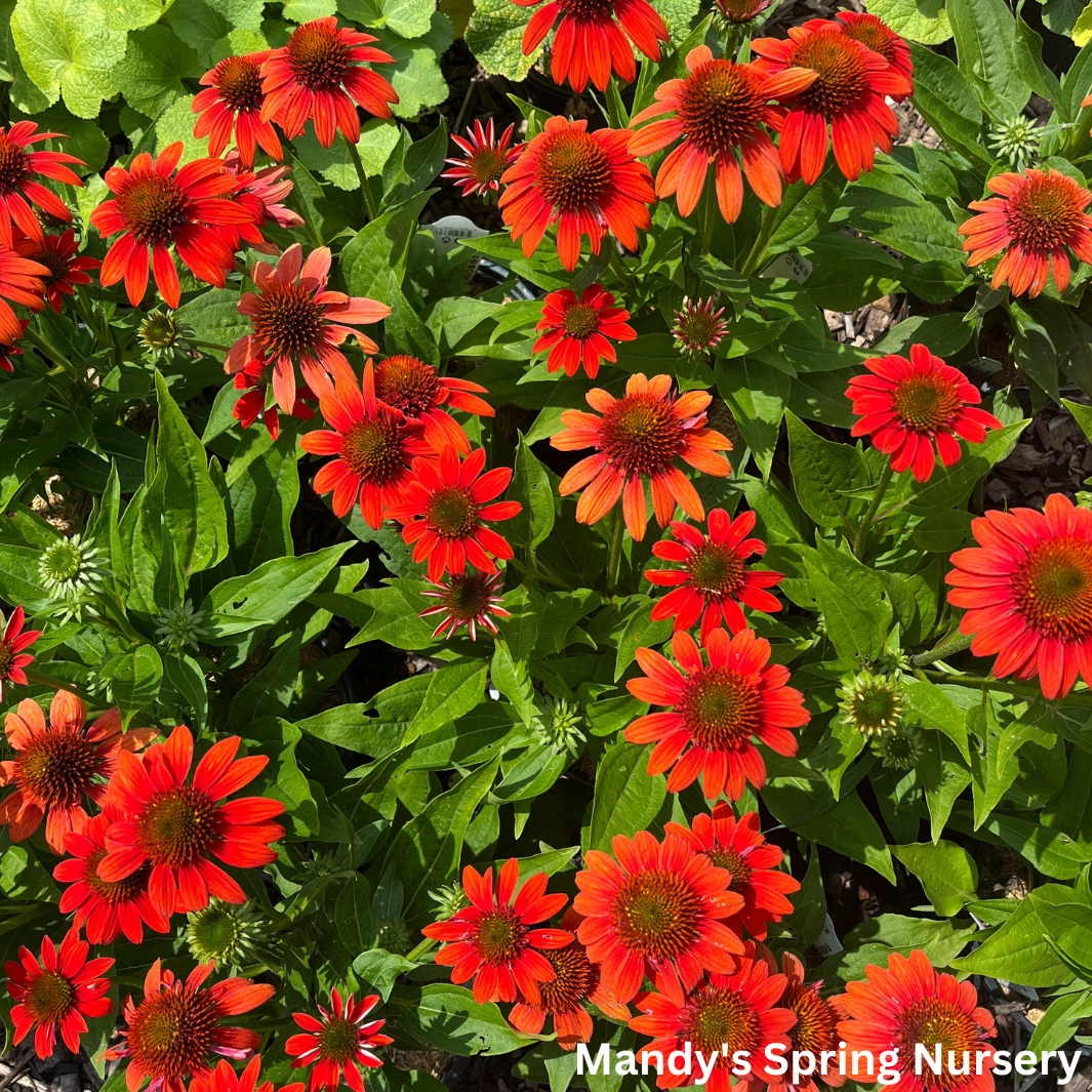 'Sombrero Fiesta Orange' Coneflower | Echinacea x hybrida