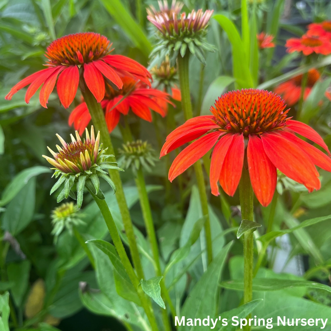 'Sombrero Fiesta Orange' Coneflower | Echinacea x hybrida