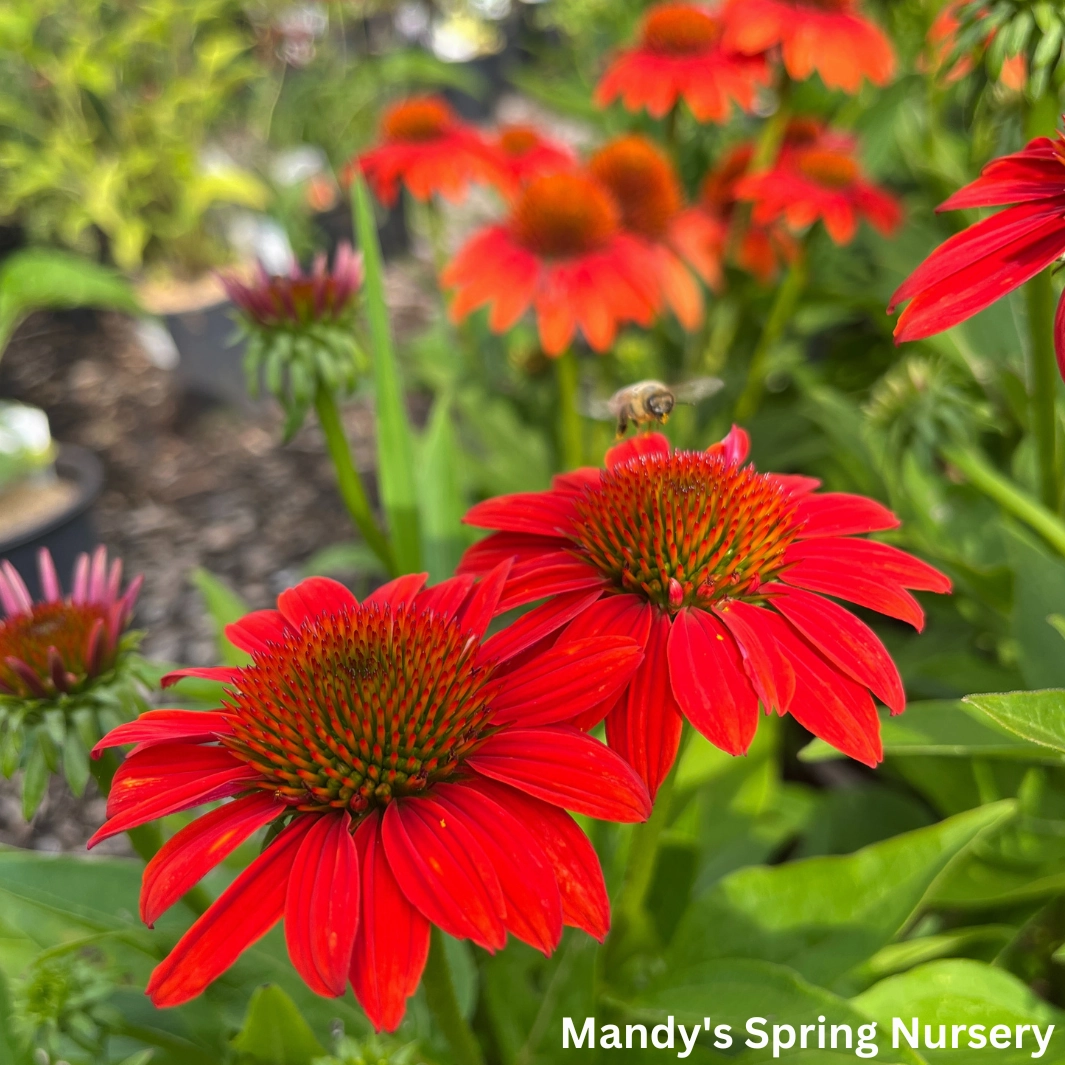 'Sombrero Fiesta Orange' Coneflower | Echinacea x hybrida