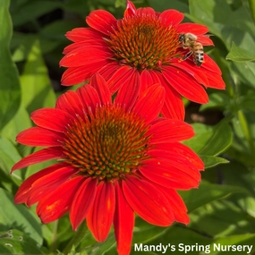 'Sombrero Fiesta Orange' Coneflower | Echinacea x hybrida traditional flower vase  