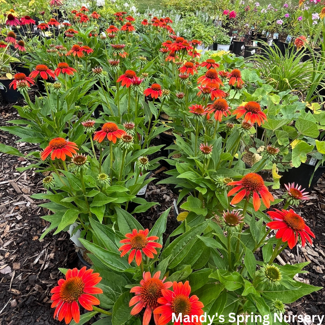 'Sombrero Fiesta Orange' Coneflower | Echinacea x hybrida