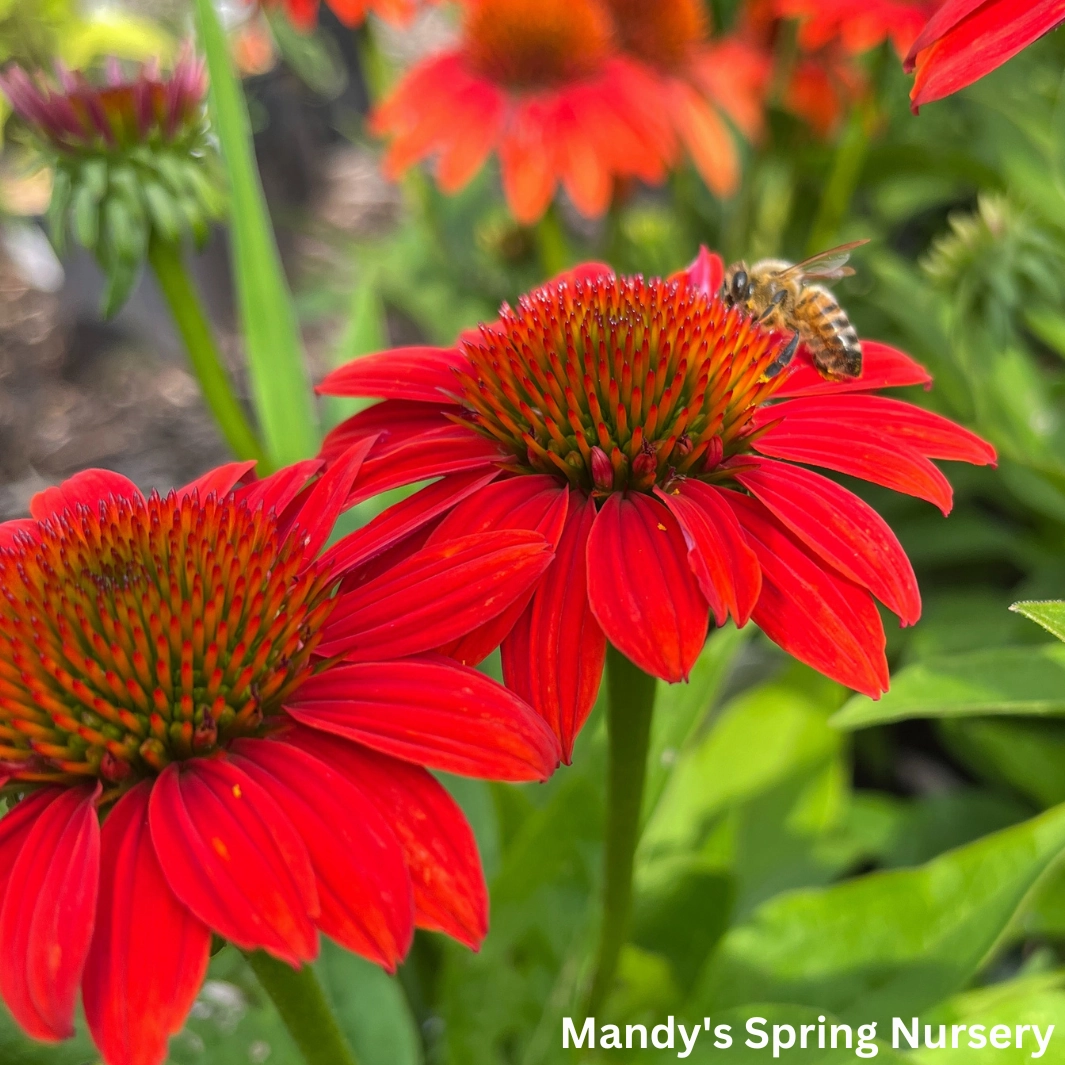 'Sombrero Fiesta Orange' Coneflower | Echinacea x hybrida