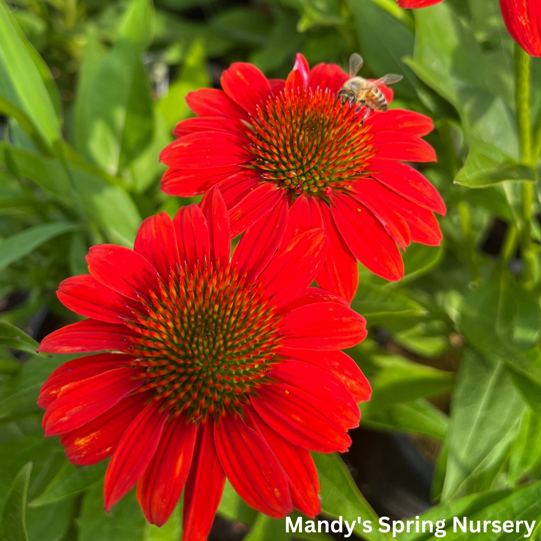 'Sombrero Fiesta Orange' Coneflower | Echinacea x hybrida
