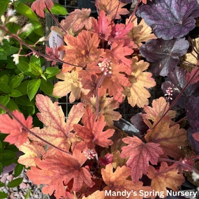 'Sweet Tea' Foamy Bells | Heucherella 'Sweet Tea' single layer plant shelf  